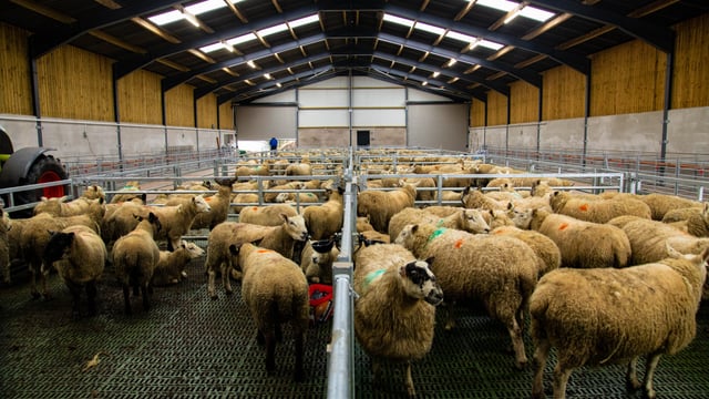 Buildings Focus: A brand new slatted unit for a 300-ewe flock in Co. Tyrone