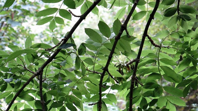 Ash dieback: Is Northern Ireland at point of no return?