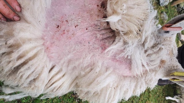 Scientists fight to control sheep scab in the UK