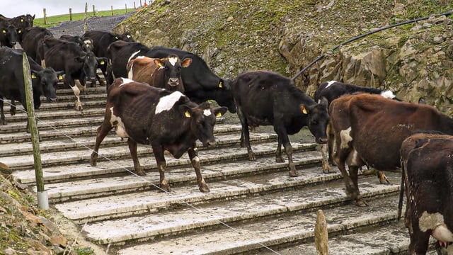 Dairy advice: Making cows identifiable to avoid mistakes