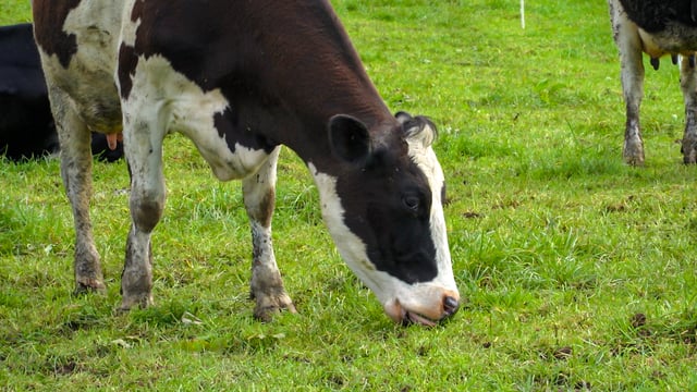 AHDB and Elanco to host discussion on farm profitability
