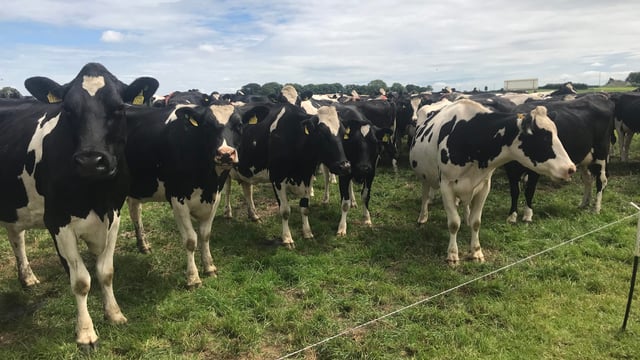 DSM event: UK government policy is to produce more milk