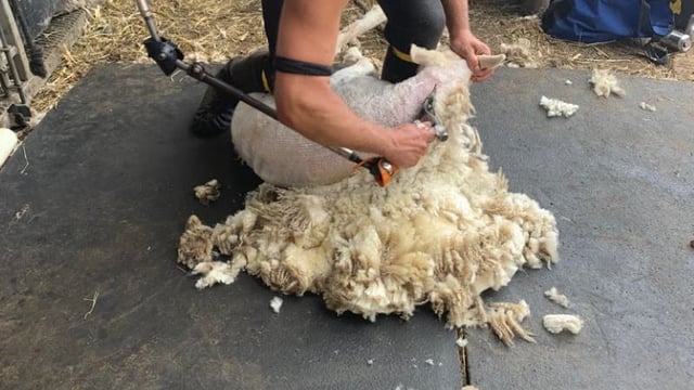 British Wool relaunches shearing course for NFYFC members