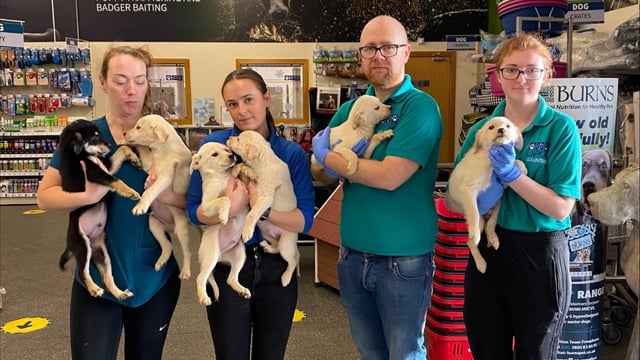 USPCA ‘dismayed’ as animals are abandoned after Christmas