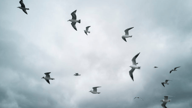 Defra upgrades bird flu risk level in England as virus continues to spread