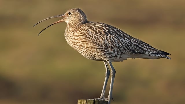 New award for northern farmers to recognise Curlew conservation
