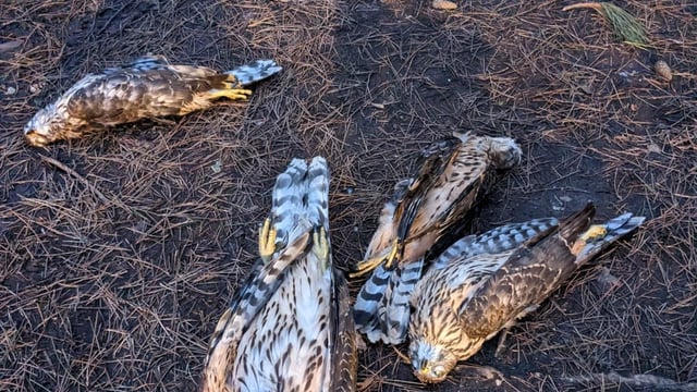 £14,000 offered for info on 5 wild birds found shot in Suffolk