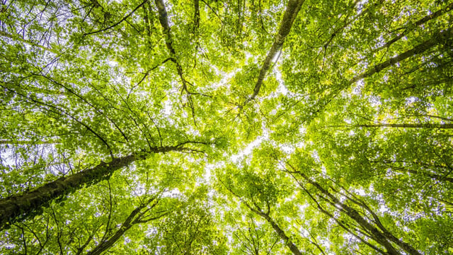 Applications reopen for Tree Production Capital Grant