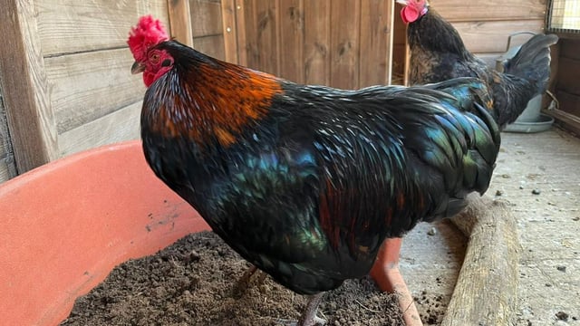 Cockerels named Homer and Simpson need new homes – RSPCA
