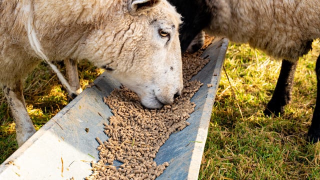 GB animal feed production hits 6-year low