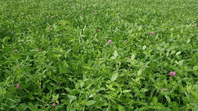 Savings of up to €8.40/bale with red clover silage swards