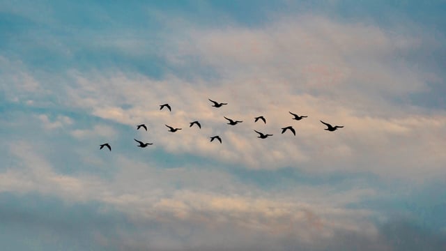 2023 GWCT Big Farmland Bird Count gets underway