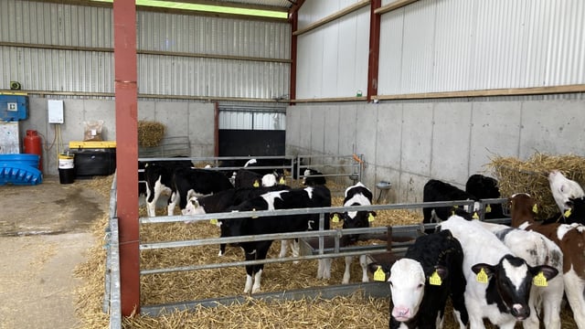 Increasing the saleability of non-replacement calves this spring