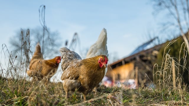 RSPCA survey reveals 87% of people value hen welfare