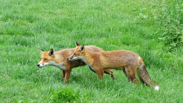 Wales introduces total ban on snares and glue traps