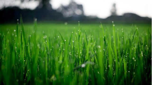 Govt funds project to develop AI for grassland management