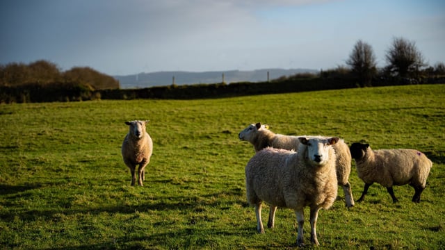 DAERA: Avoid ‘showering’ sheep during sheep scab treatment