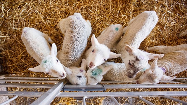 Volac to host free lambing webinar with vet and advisors