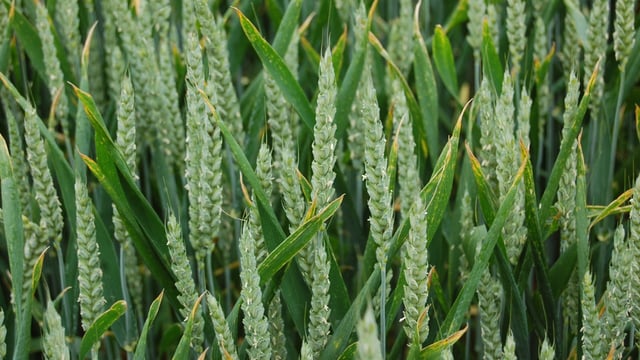 Promising first field results from gene-edited wheat variety
