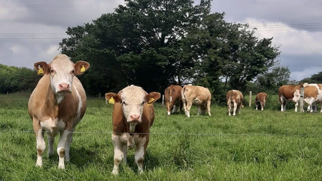 Case of mad cow disease confirmed in Cornwall