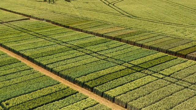 ADAMA adds new plant growth regulators to protection range