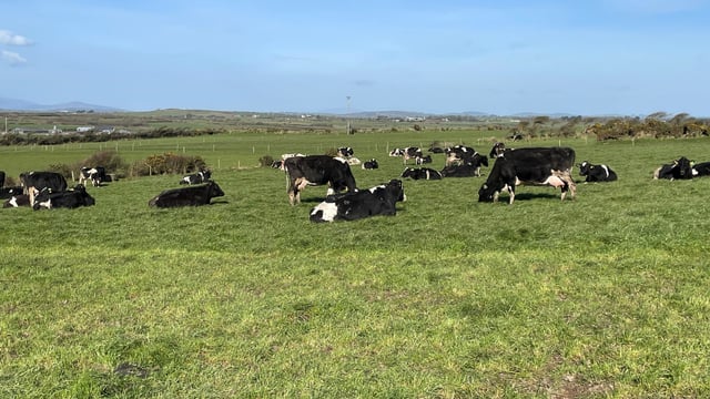 Trash to treasure: Manure could be a sustainable material in the future