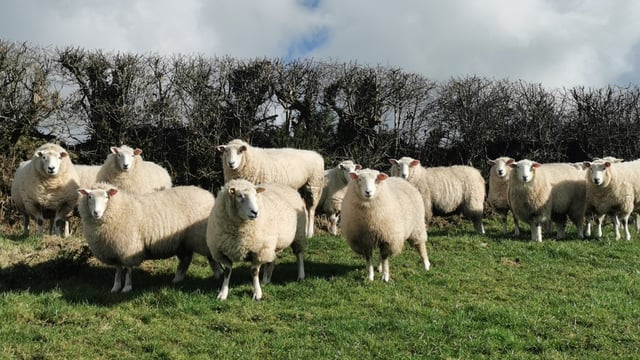 The Farming Network to host sheep scab information night