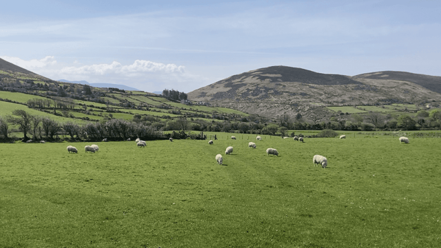Farmers urged to be alert to sheep attacks during summer holidays