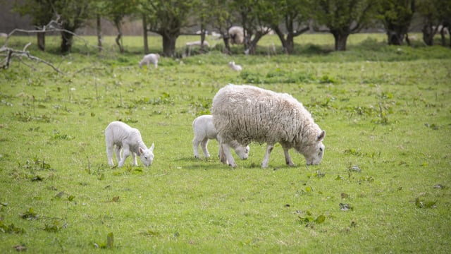 SCOPS risk forecast to help sheep producers with disease variation