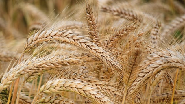 Tillage: The potential role for grain analysis