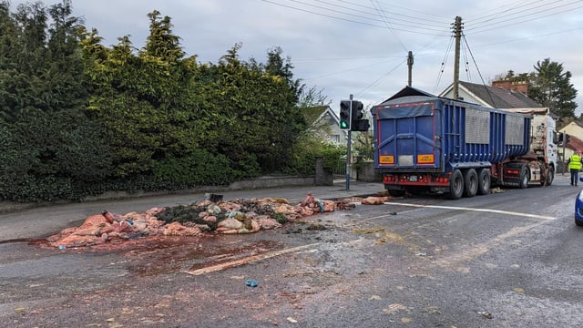 Video: Animal carcasses block road after lorry sheds load