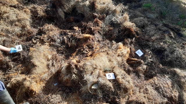 Shepherd pleads guilty to leaving dead sheep to rot