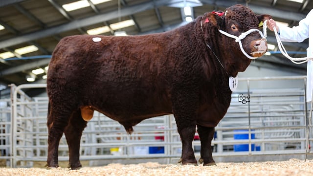 Sedgemoor sale sees Red Ruby Devon bulls peak at 6200gns