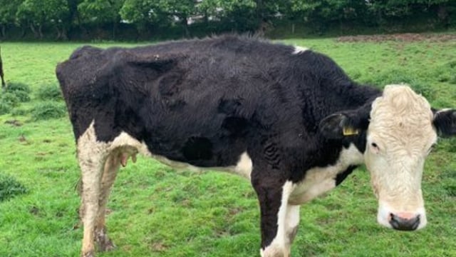Cornish farmer banned from keeping animals for life