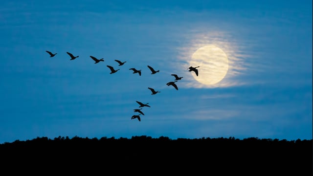 Bird flu: Captive bird temporary control zone in place in Derry