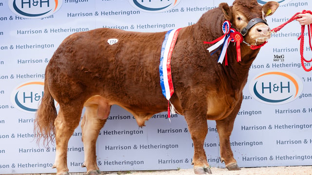 NI Limousin bull sells for 52,000gns at Carlisle sale