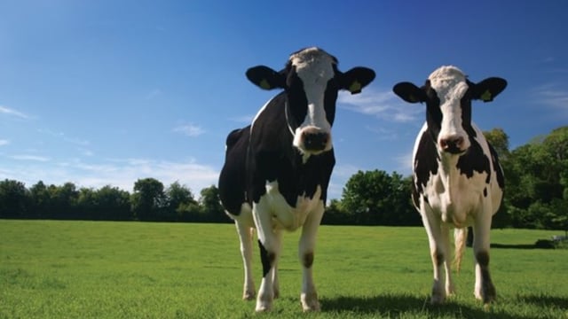 Antimicrobial use on UK dairy farms continues to decline – report