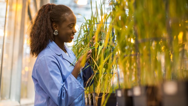 Aberystwyth University receives £9.8m funding boost for crops