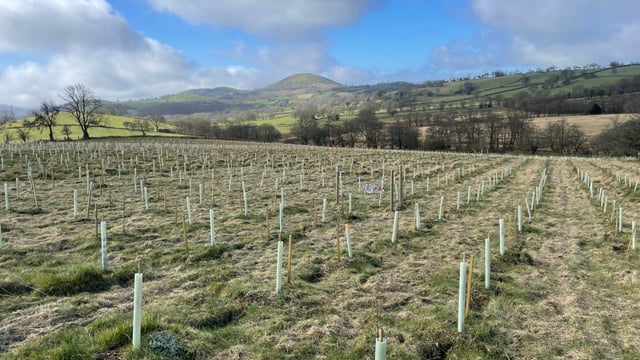 Wales to pay higher rates to farmers creating woodland