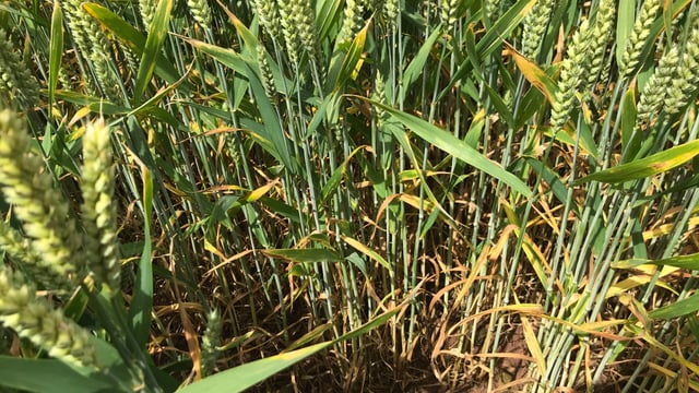 Tillage: Controlling septoria tritici in winter wheat