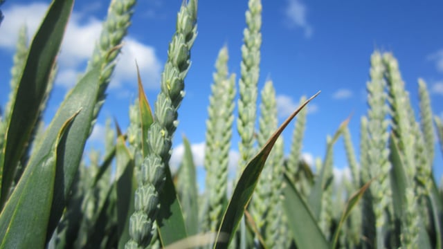 Potentially ‘groundbreaking’ seed treatments set for Ireland