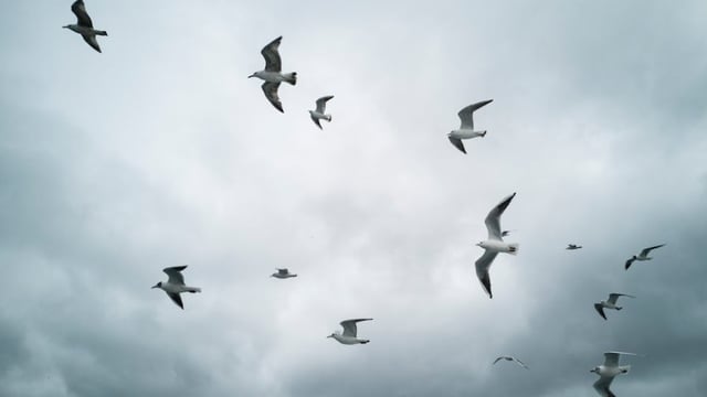 NFU urges farmers to take part in the 2024 Big Farmland Bird Count