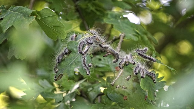 Legislation to further oak-tree movement in OPM zones