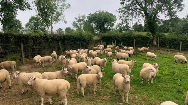 World’s first oral lice treatment for sheep registered