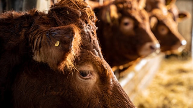 NFUS calls for ‘clear mandate’ for introduction of bovine electronic identification