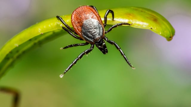 £2.35m in funding to research diseases spread by mosquitoes and ticks