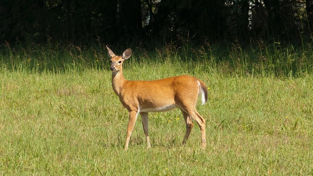 Derbyshire: Men sentenced for using dogs to hunt deer
