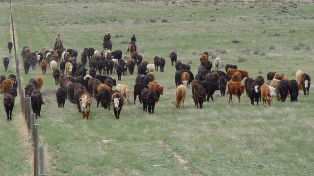 Research: Rotational grazing doesn’t work in ranching systems