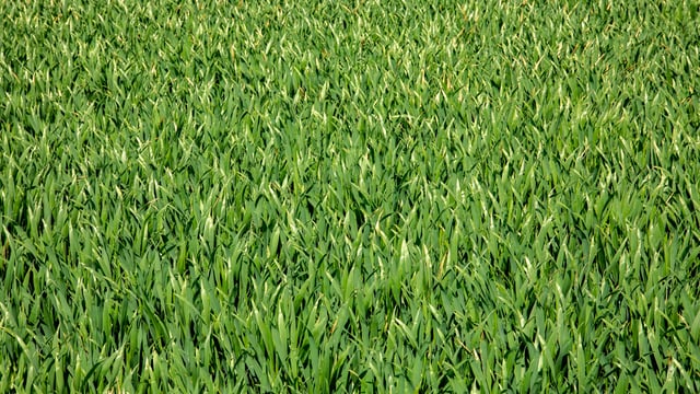 Tillage: Time to consider new seed varieties for 2023-2024