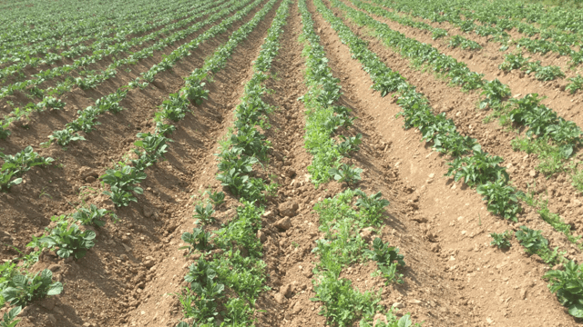 Key to blight control is adapting to weather conditions – agronomist